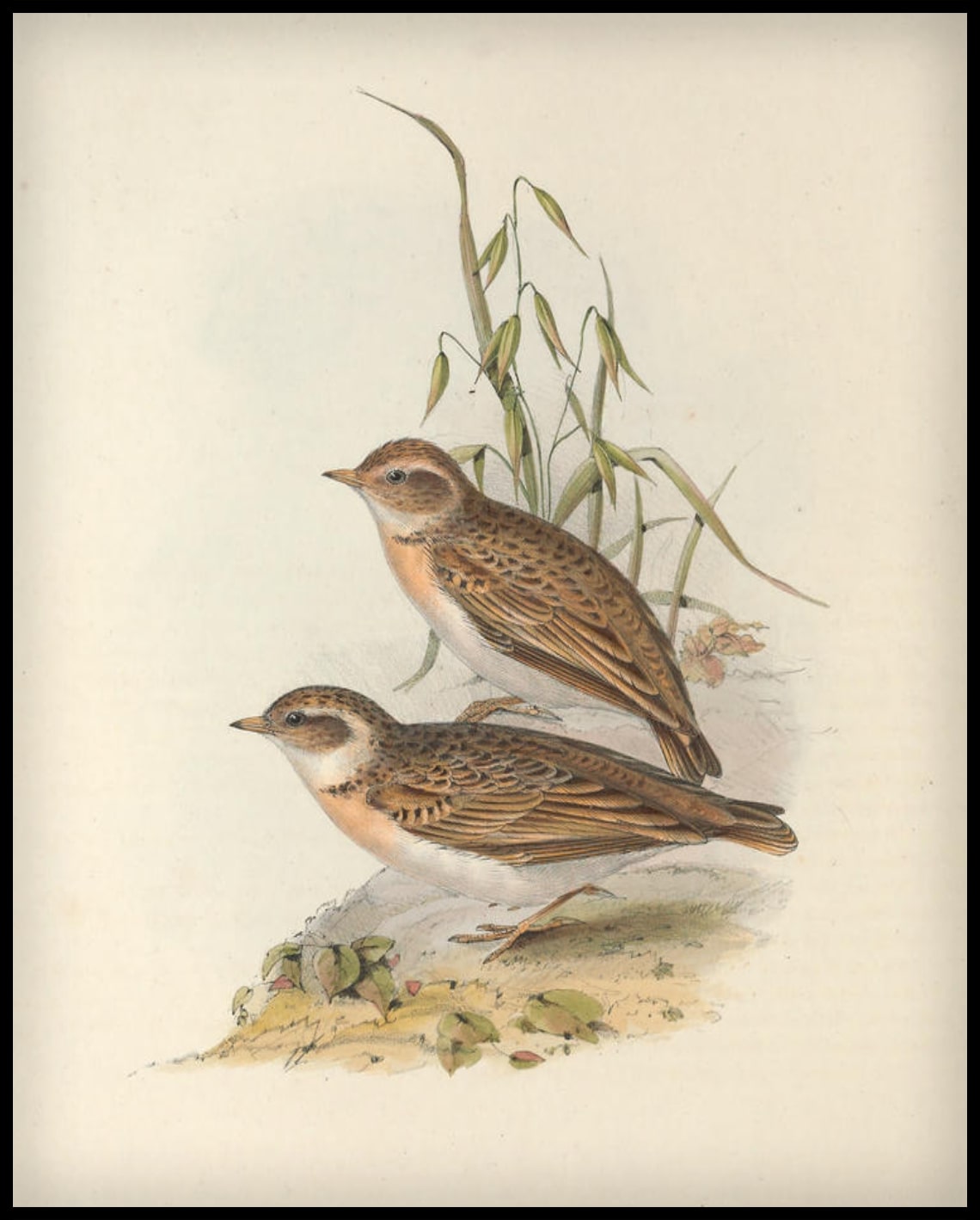 Poster Alauda Brachydactyla
