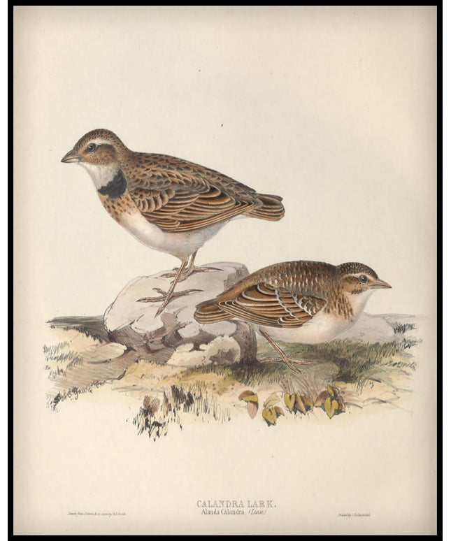 Alauda Calandra Poster