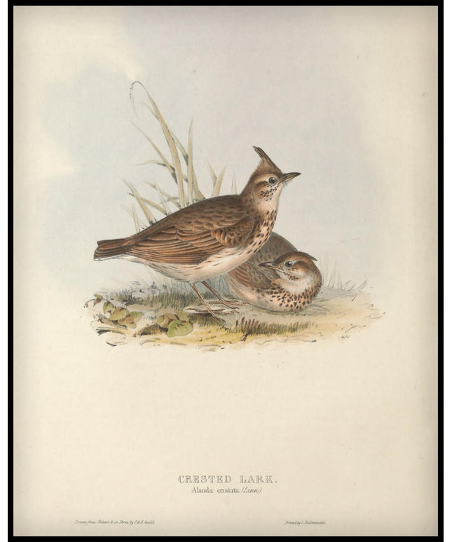 Alauda Cristata Poster