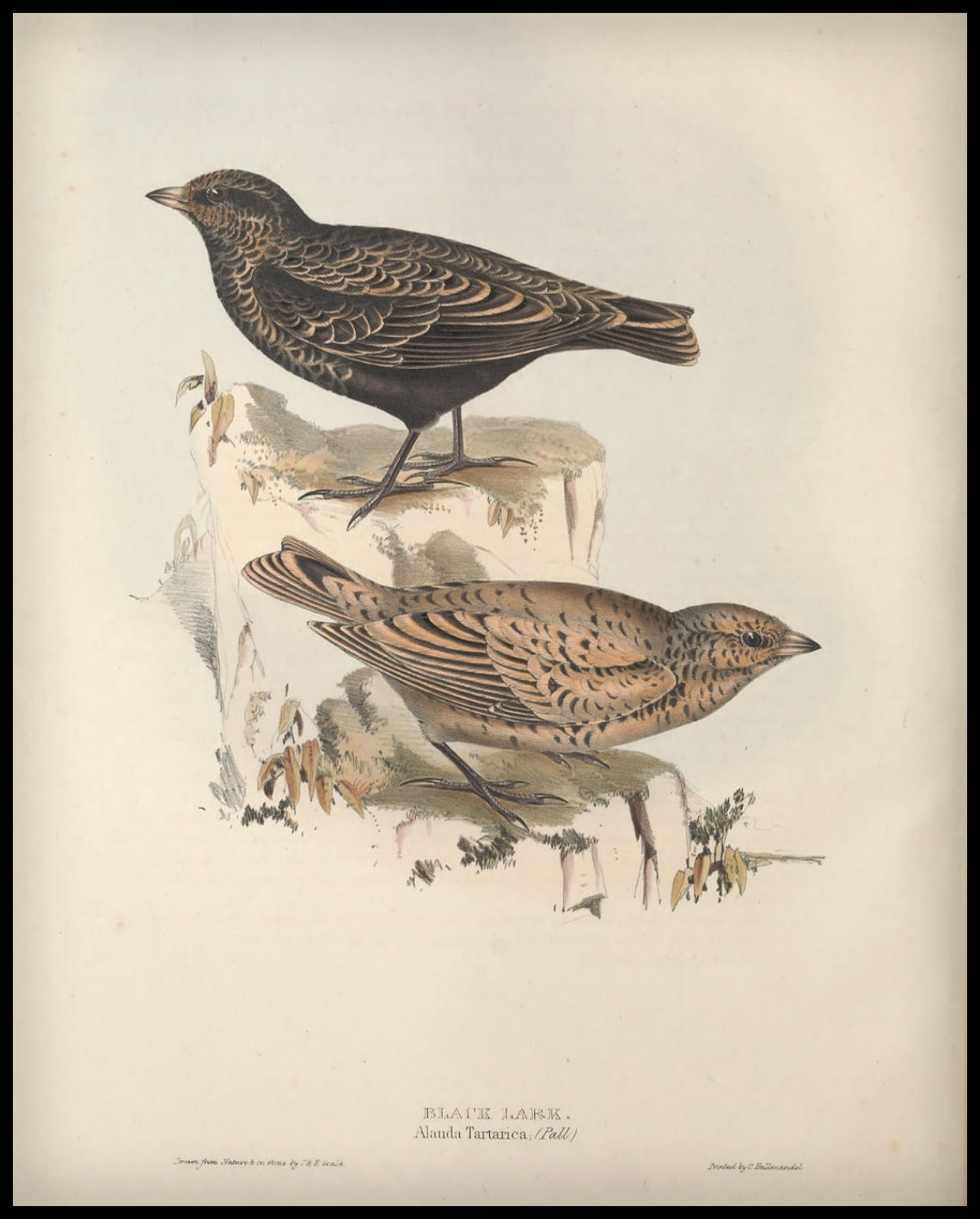 Poster Alauda Tartarica