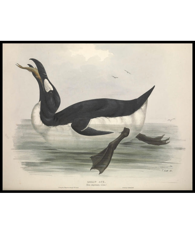 Alca Impennis Poster