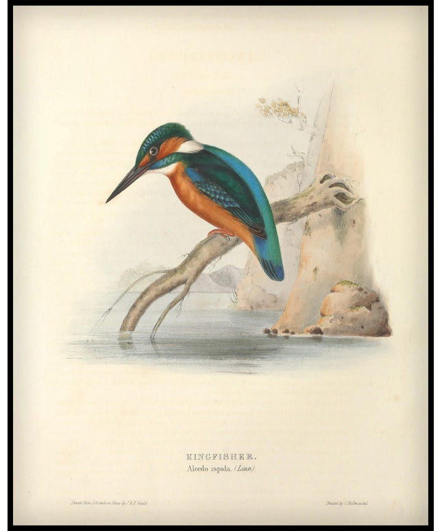 Alcedo Ispida Poster