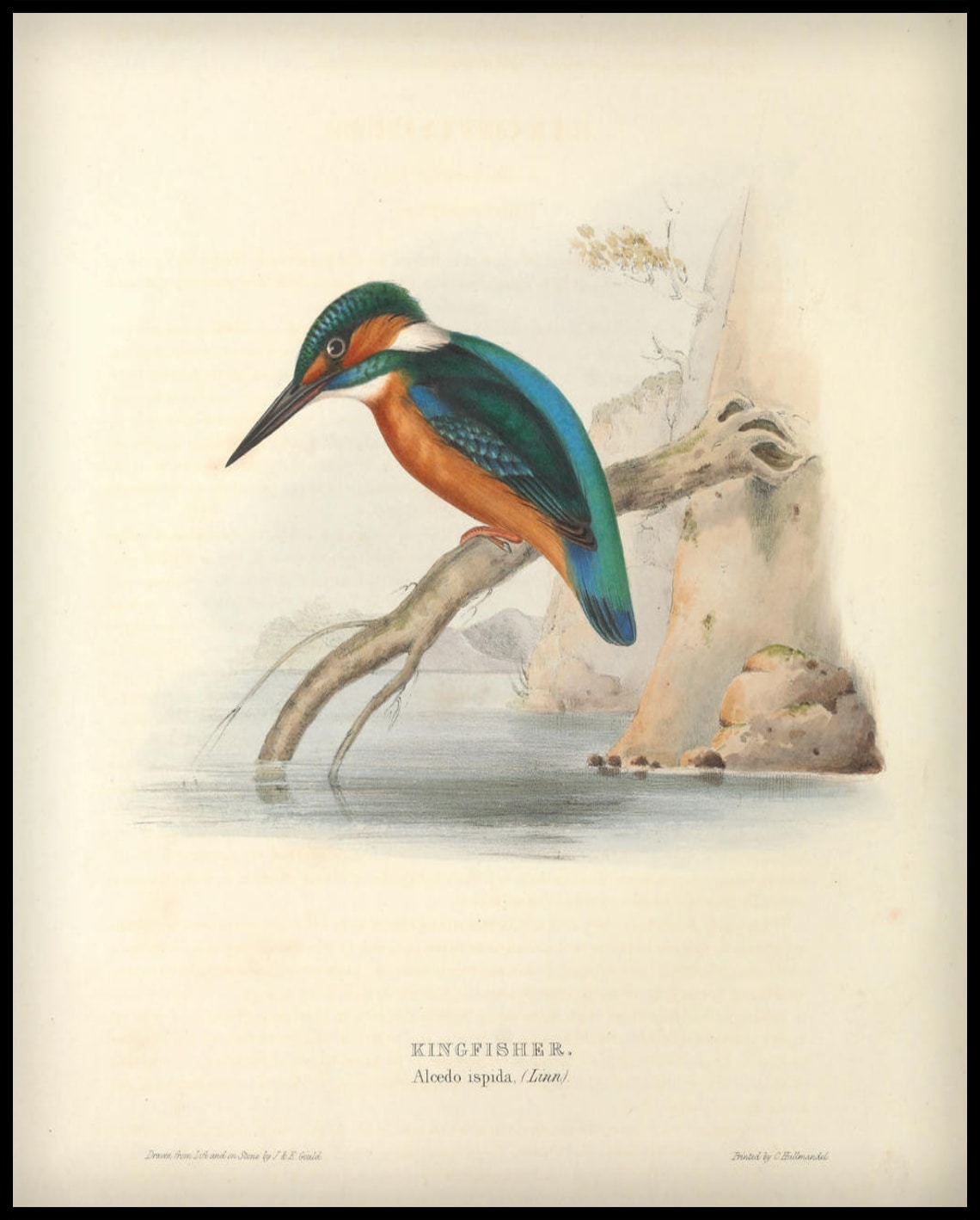 Poster Alcedo Ispida