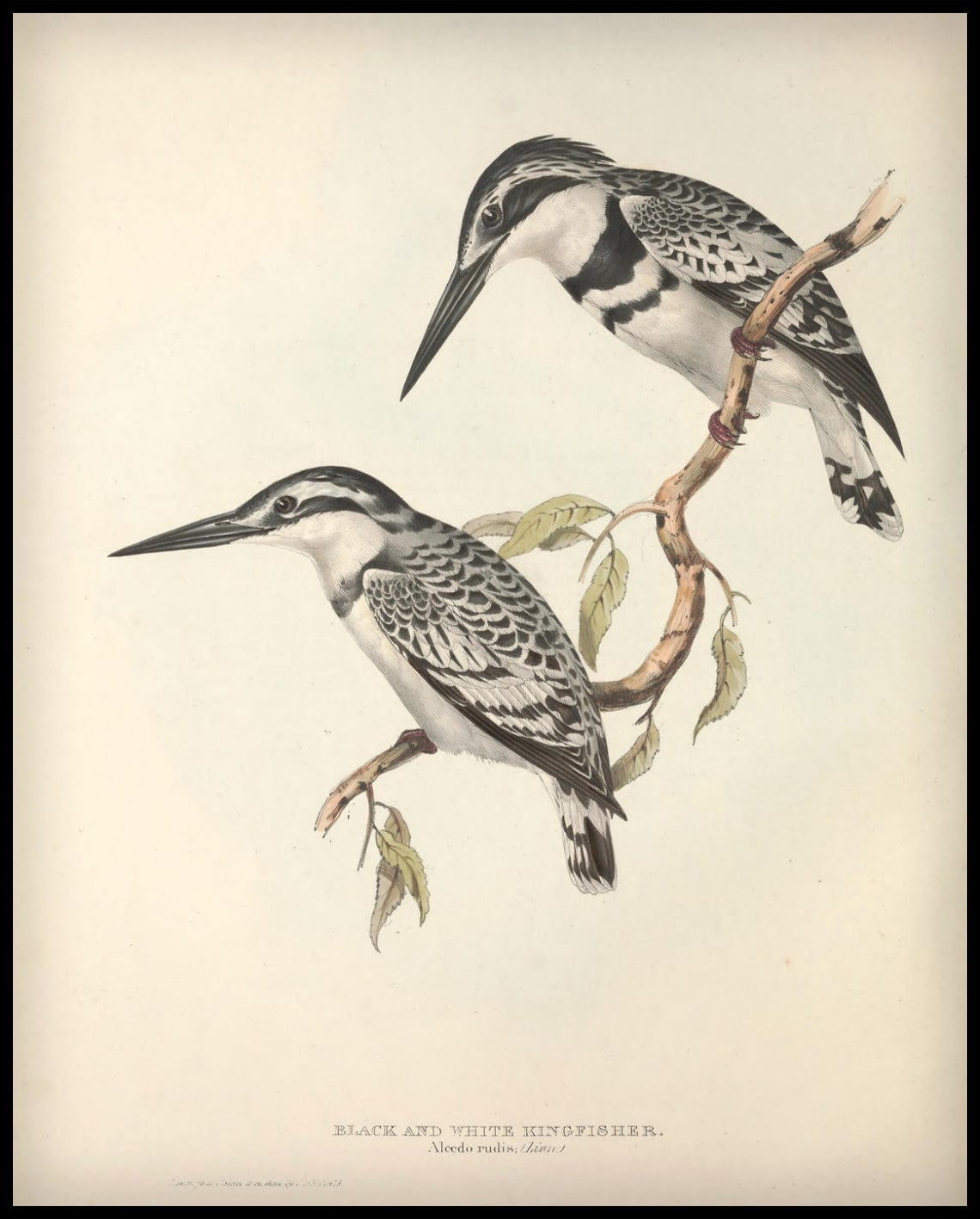 Poster d'Alcedo Rudis