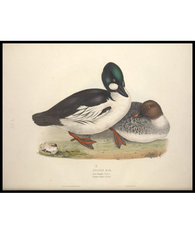 Anas Clangula Poster