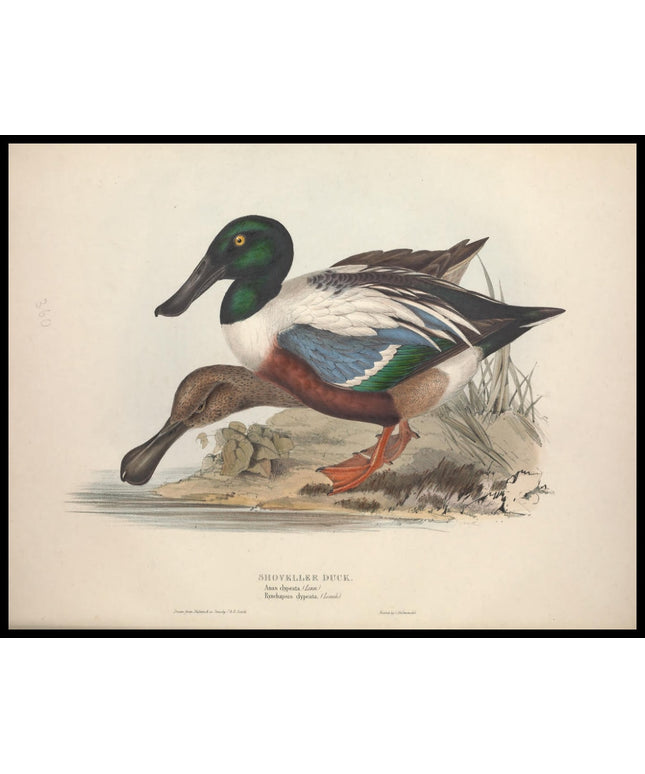 Anas Clypeata Poster