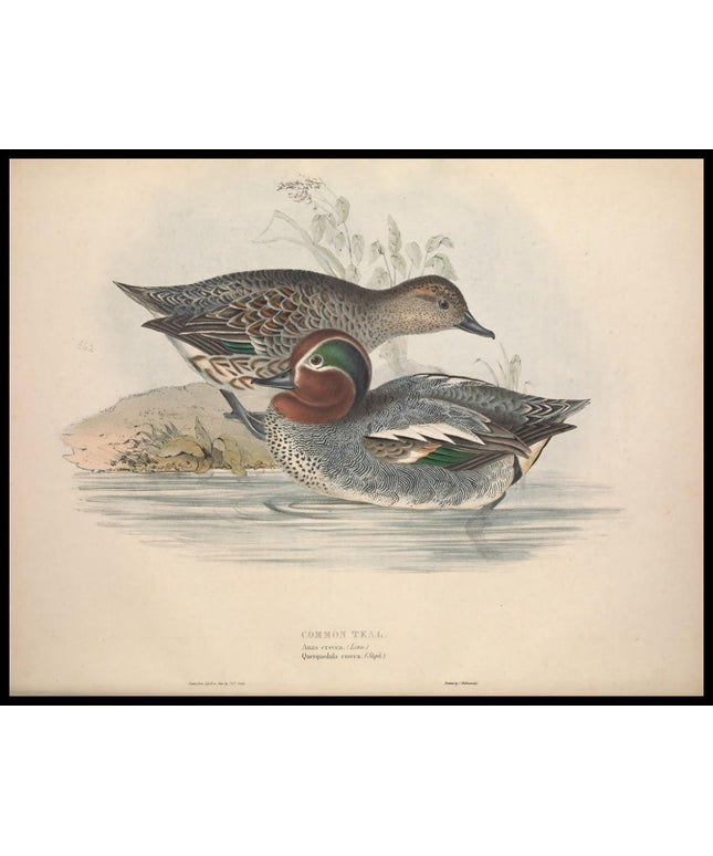 Anas Clypeata Poster