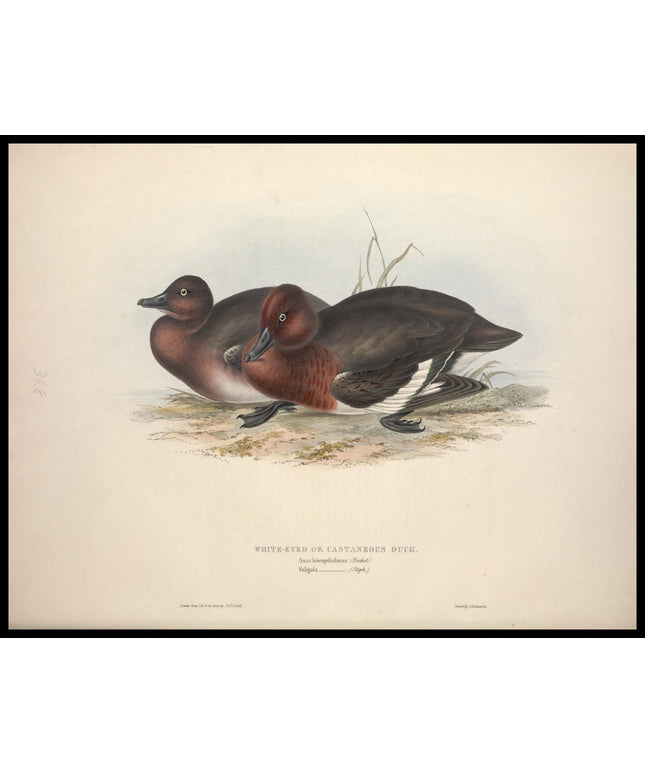 Anas Leucopthalmos Poster