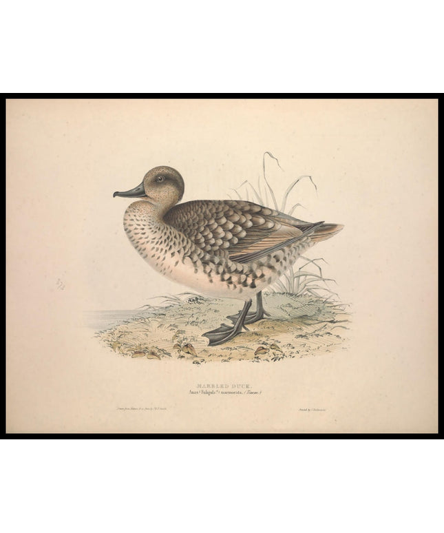 Anas Marmorata Poster