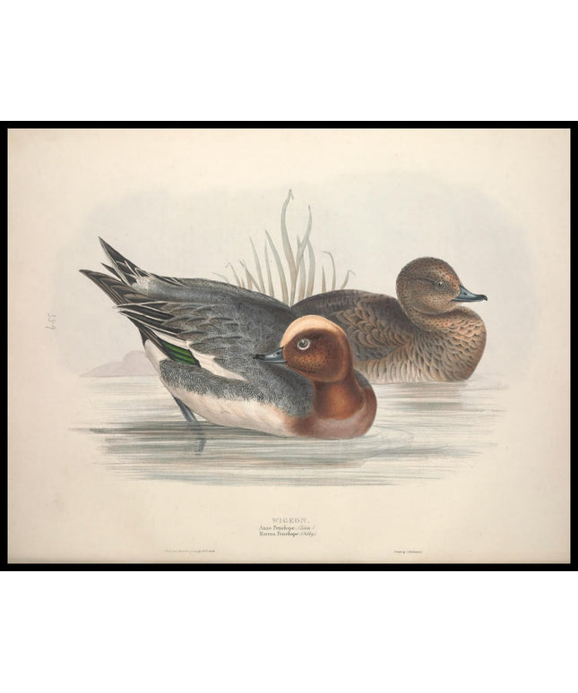 Anas Penelope Poster