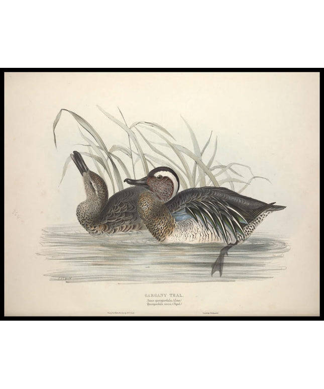 Anas Querquedula Poster