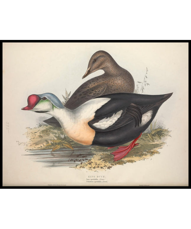 Anas Spectabilis Poster