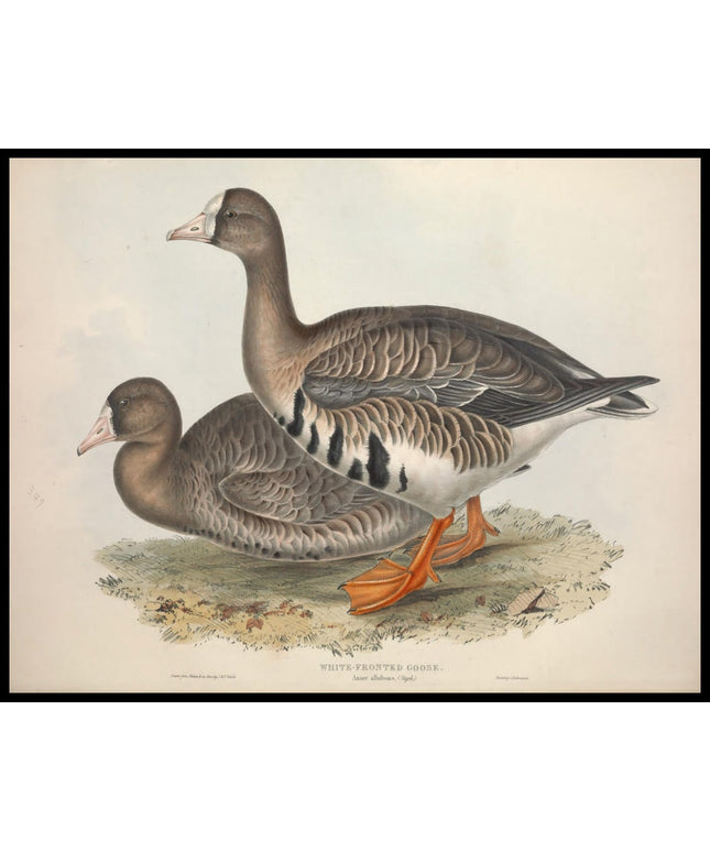 Anser Albifrons Poster