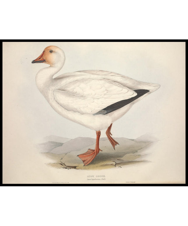 Anser Hyperboreus Poster