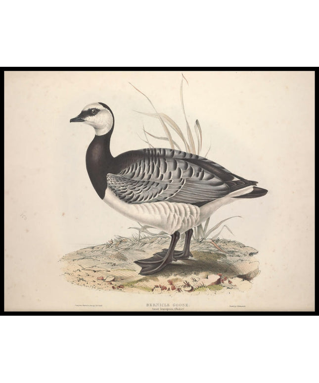 Anser Leucopsis Poster