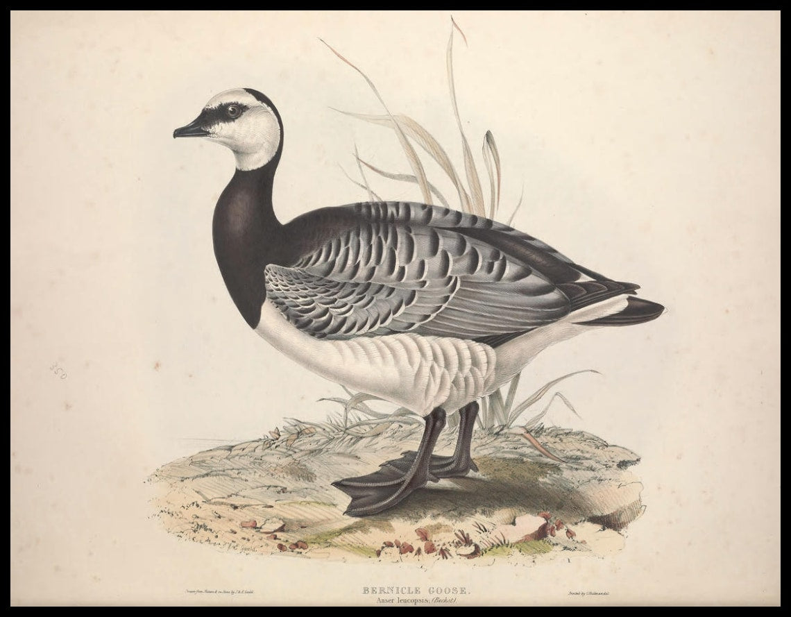 Poster Anser Leucopsis