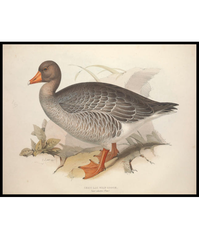 Anser Palustris Poster