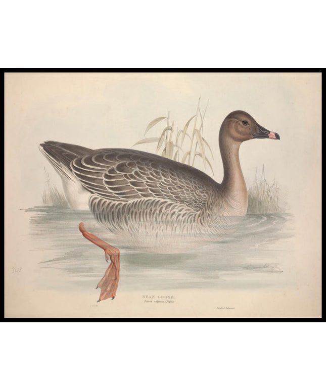 Anser Segetum Poster