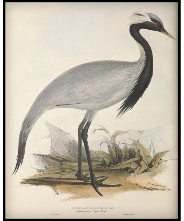 Anthropoides Virgo Poster