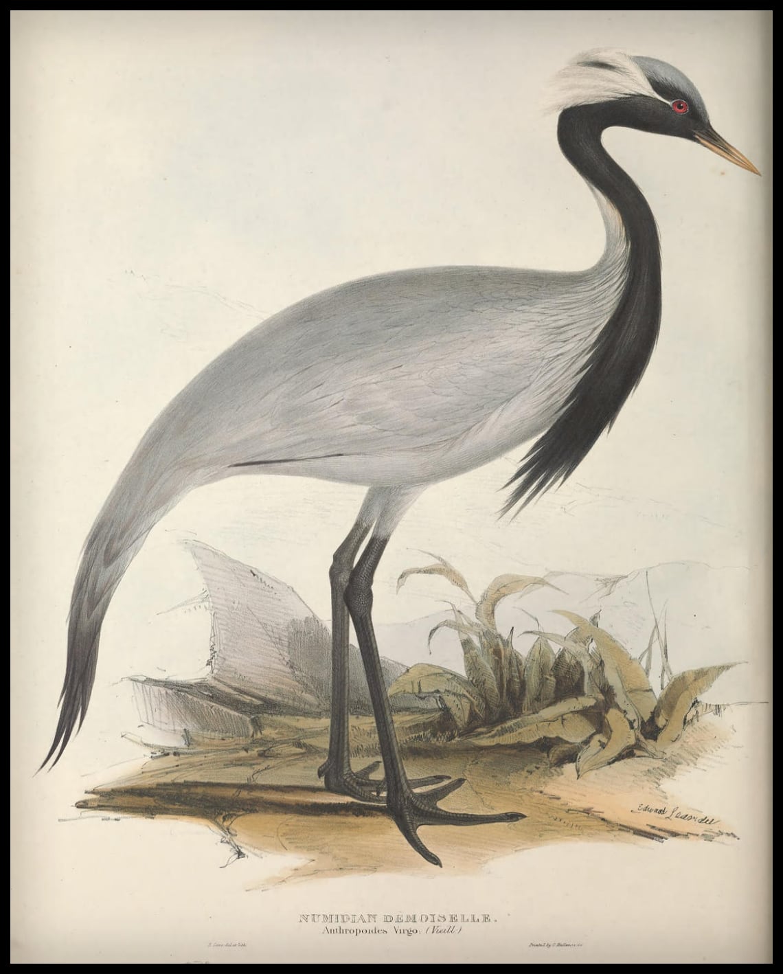 Poster Anthropoides Virgo