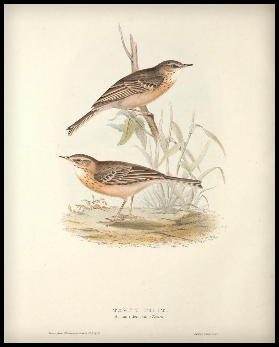 Anthus Rufescens Poster