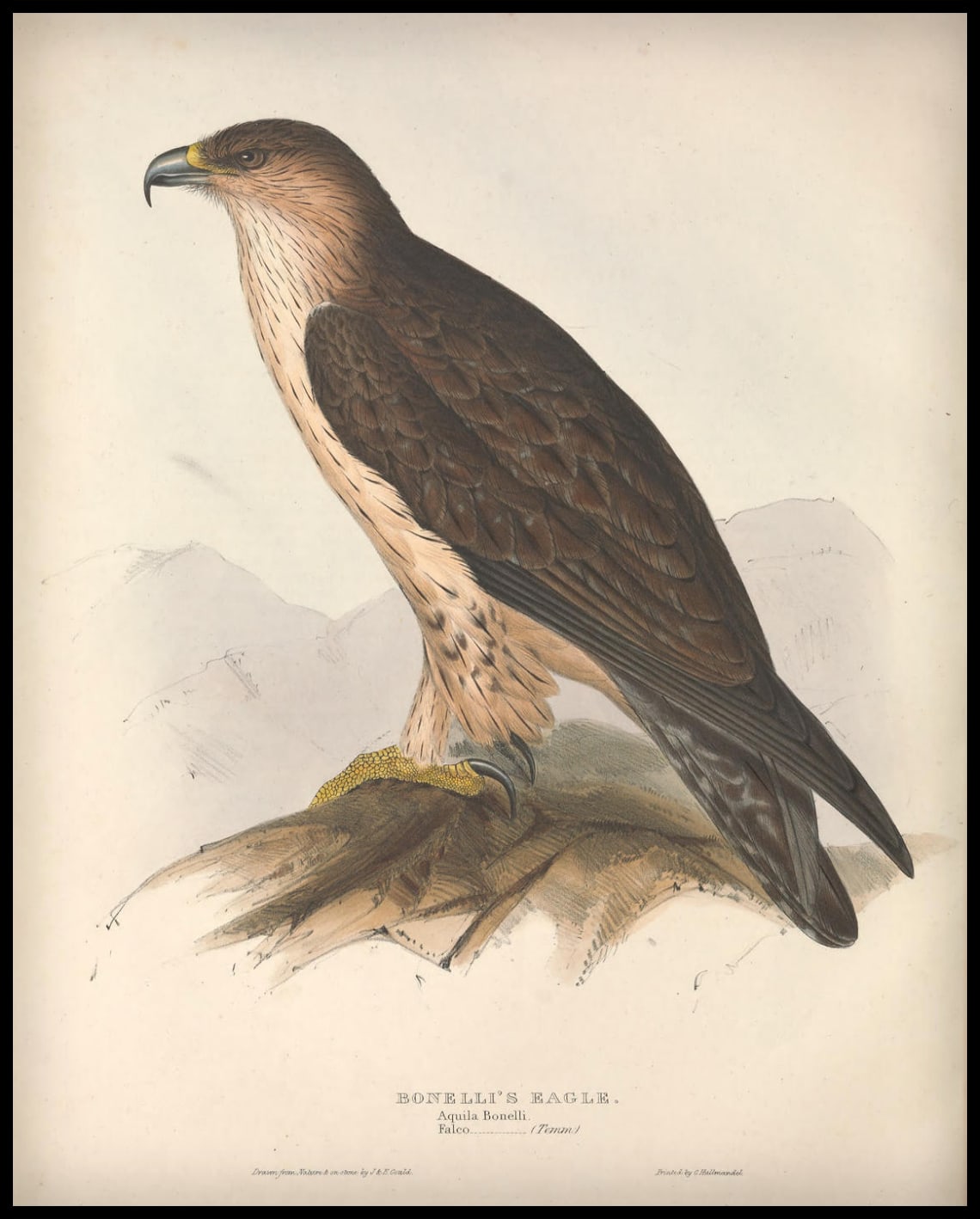 Poster Aquila Bonelli