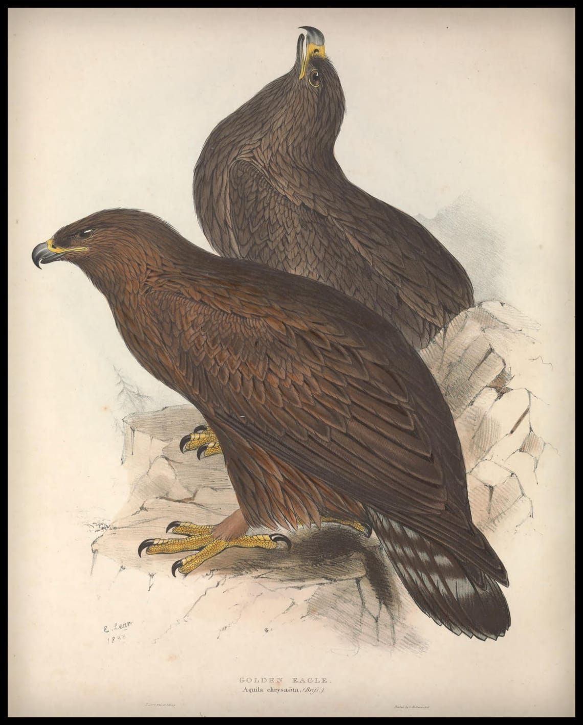 Affiche Aquila Chrysaeta