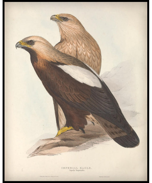 Aquila Imperialis Poster