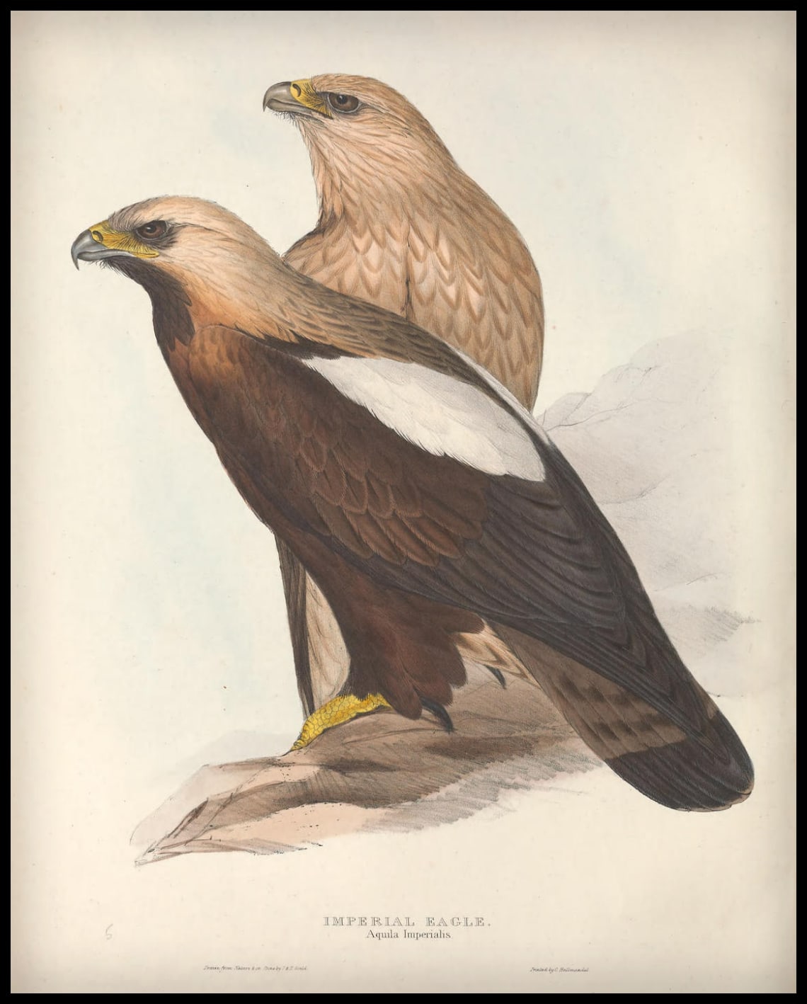 Poster Aquila Imperialis