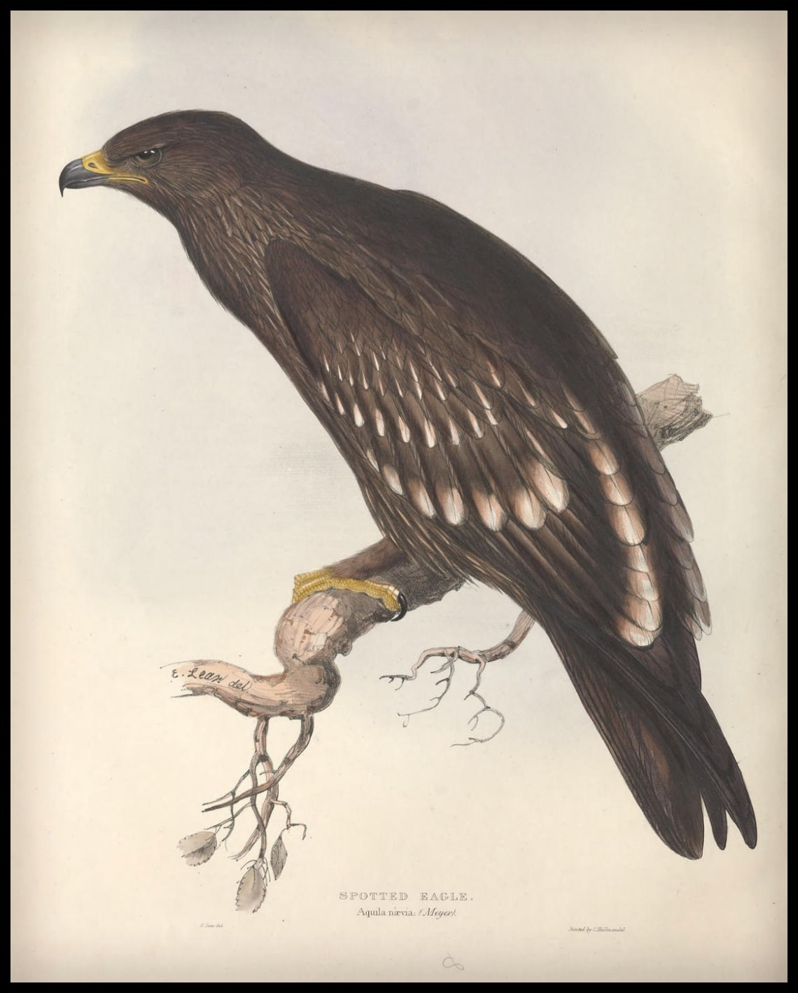 Poster Aquila Naevia