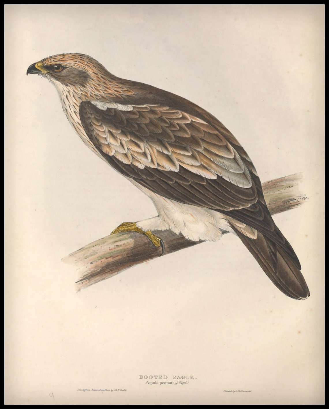 Poster Aquila Pennata