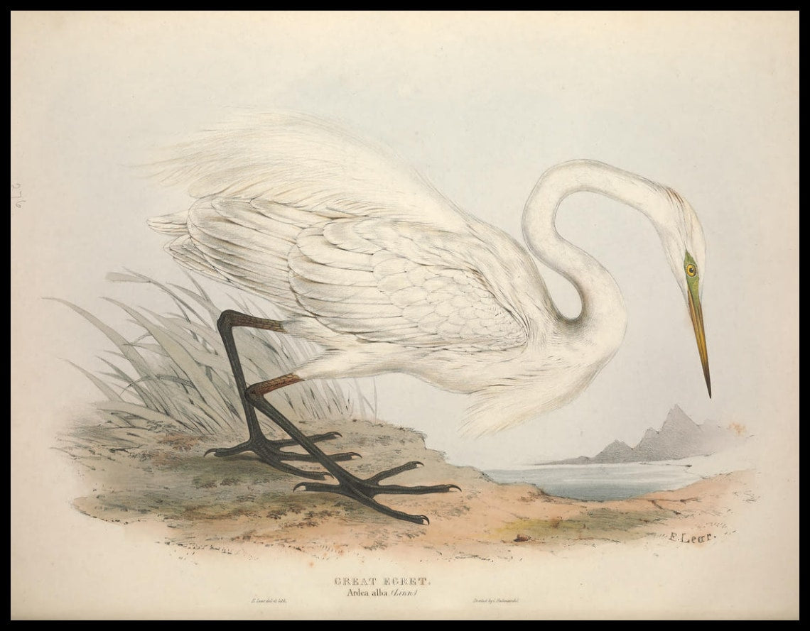 Poster Ardea Alba