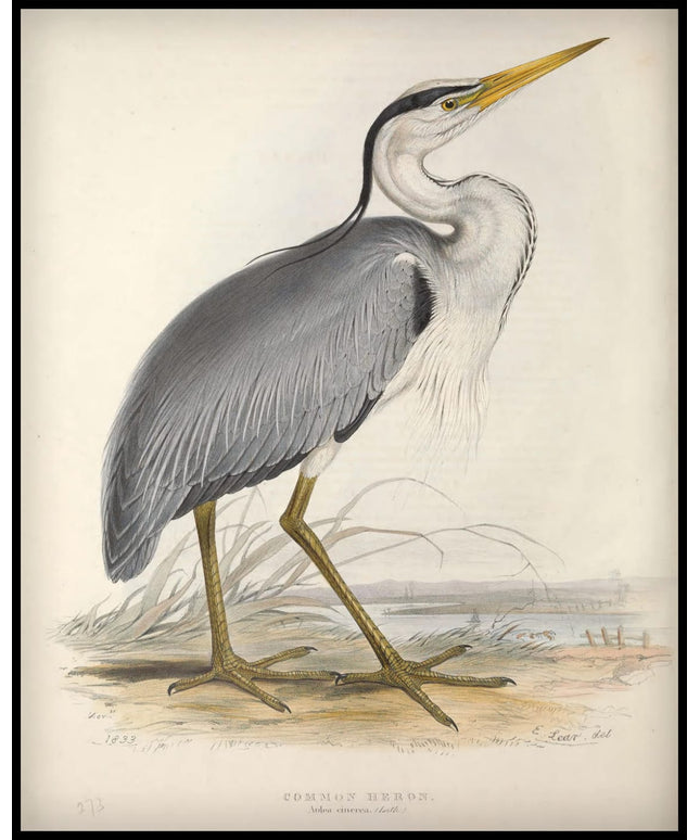 Ardea Alba Poster