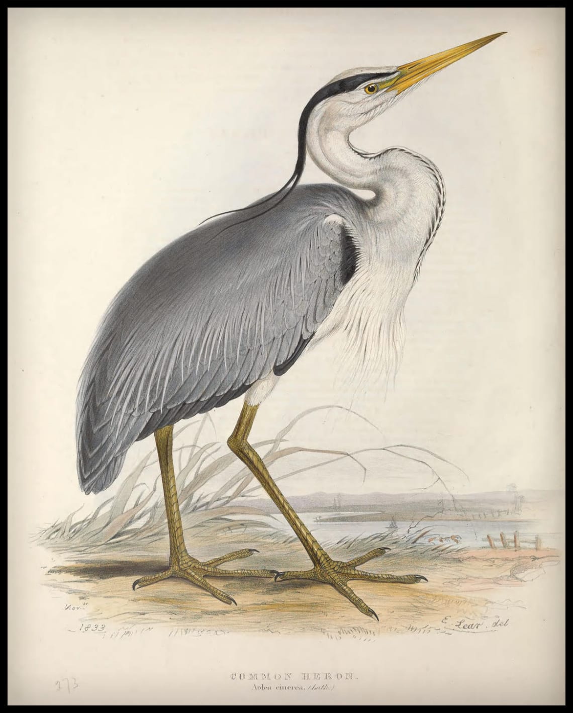 Poster Ardea Alba
