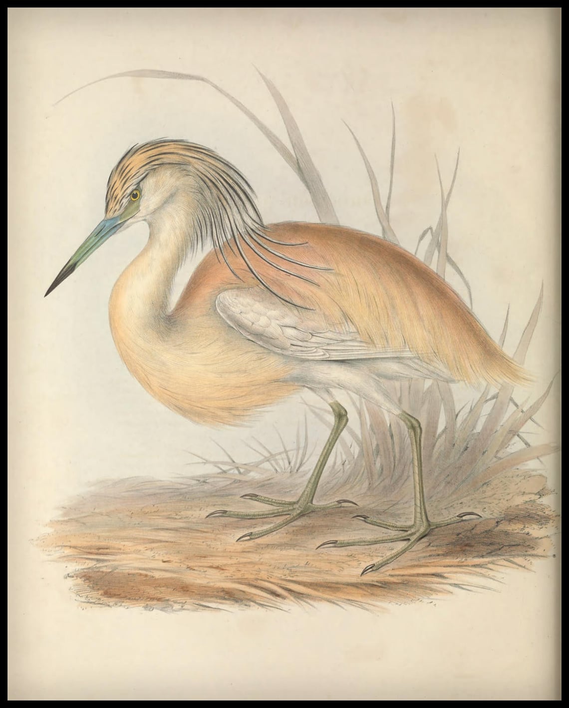 Poster Ardea Comata
