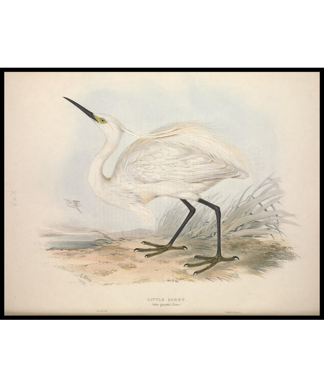 Ardea Garzetta Poster