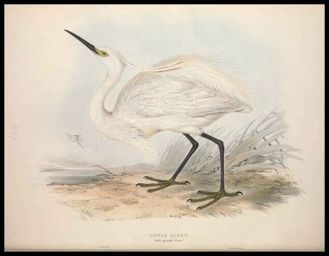 Poster Ardea Garzetta