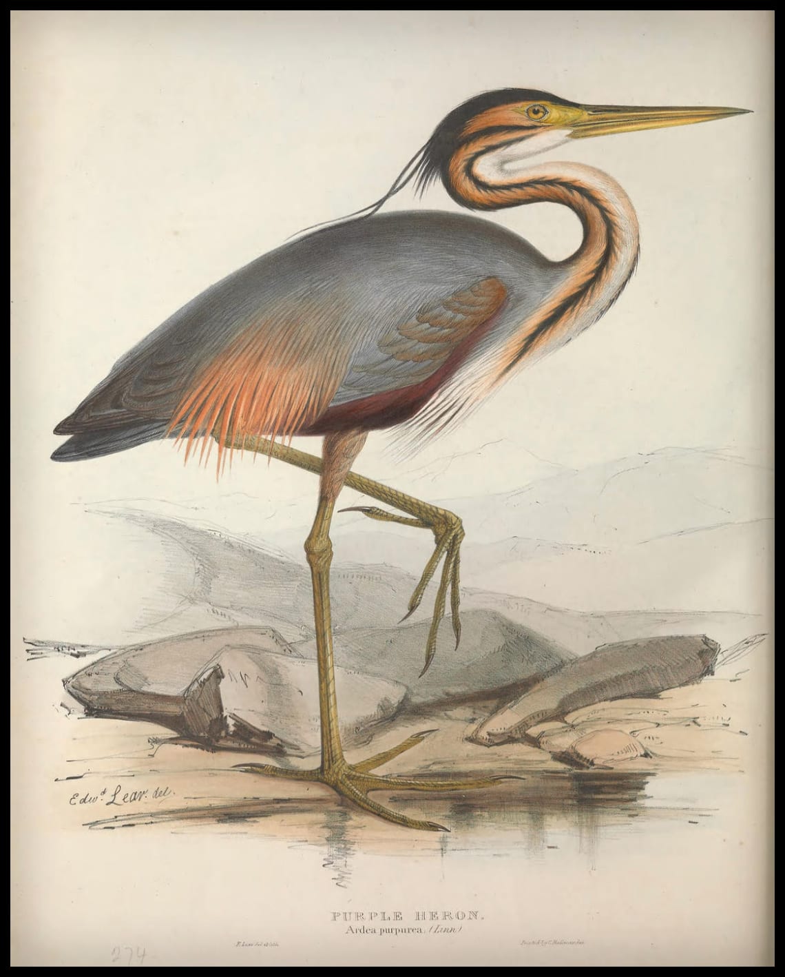 Poster Ardea Purpurea