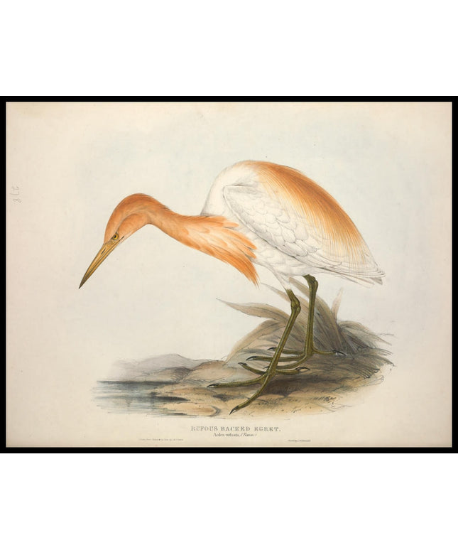 Ardea Rufsata Poster