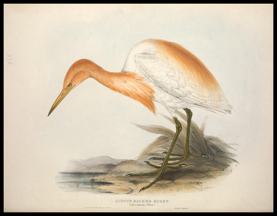 Poster Ardea Rufsata