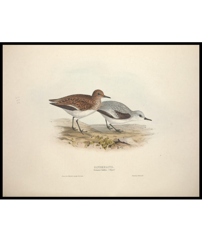 Arenaria Calidris Poster