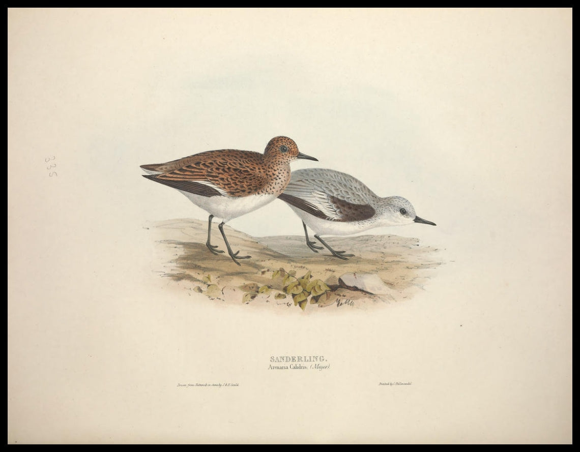 Poster Arenaria Calidris