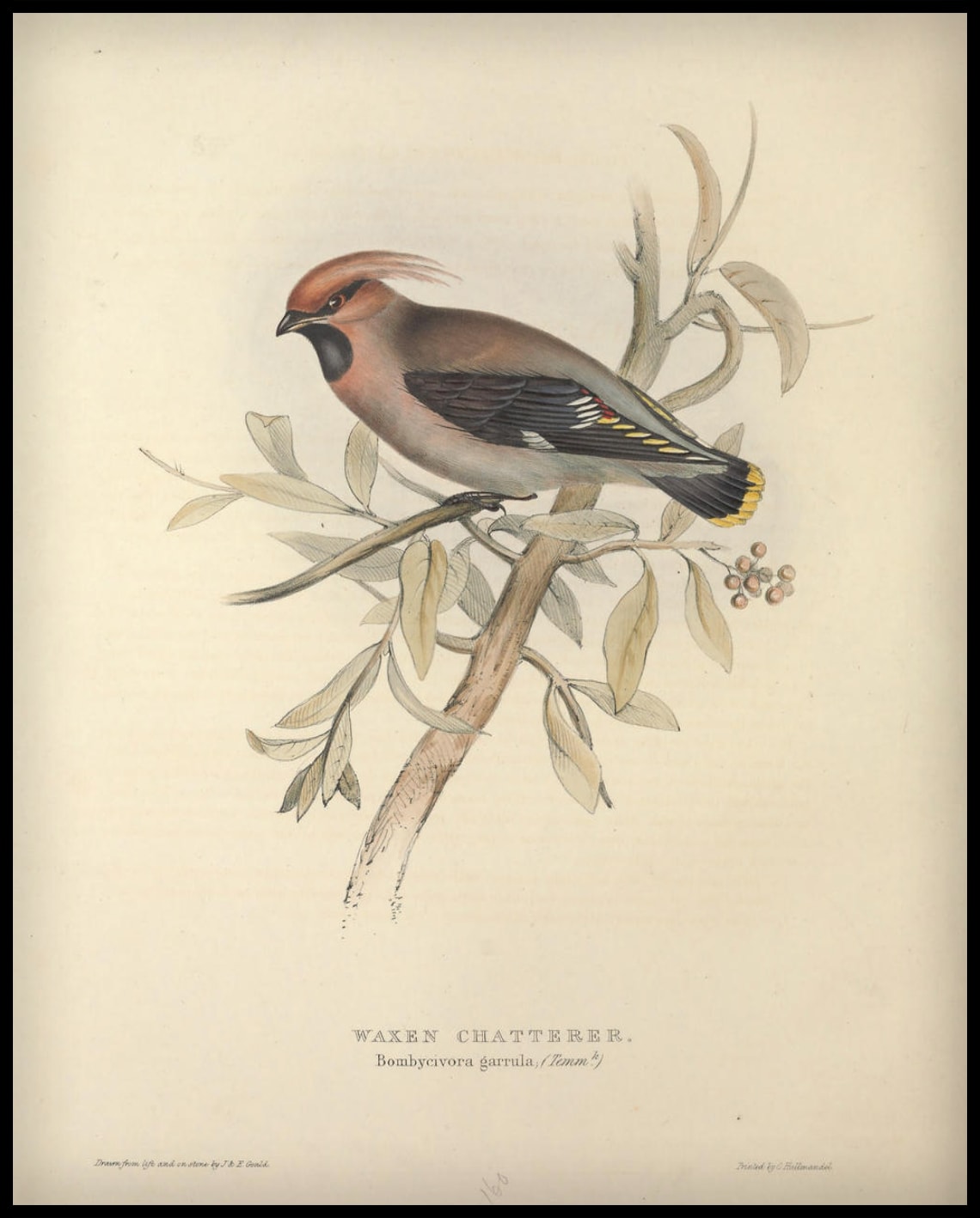 Poster Bombycivora Garrula