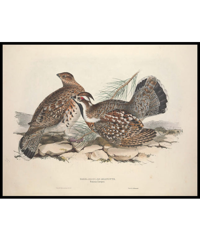 Bonasia Europea Poster