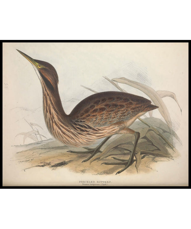 Botaurus Lentiginosus Poster