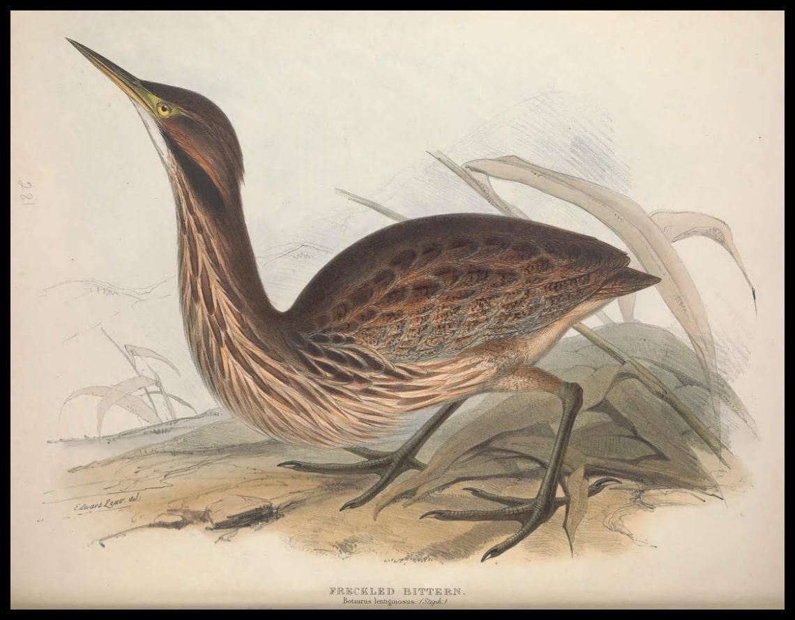 Poster Botaurus Lentiginosus