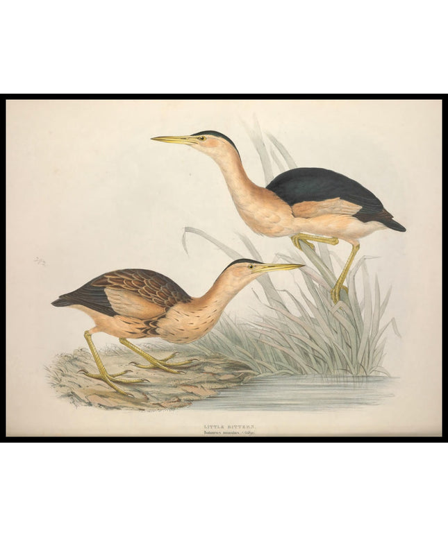 Botaurus Minutus Poster