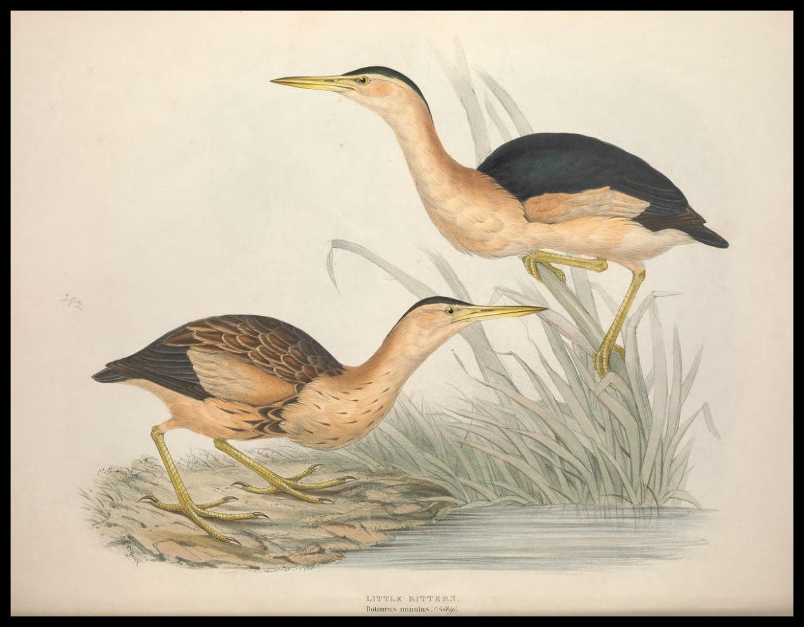 Poster Botaurus Minutus