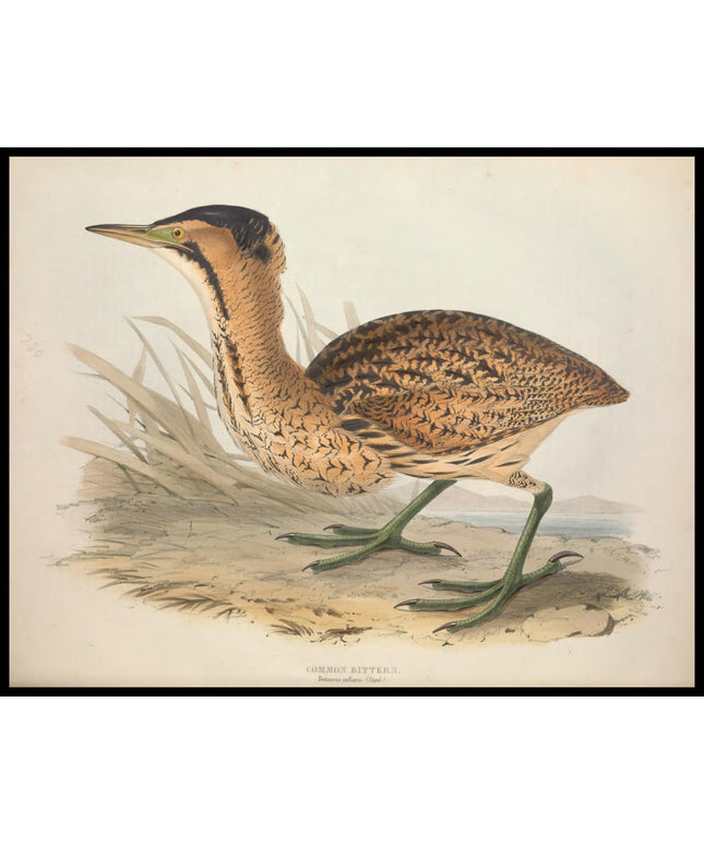 Botaurus Stellaris Poster