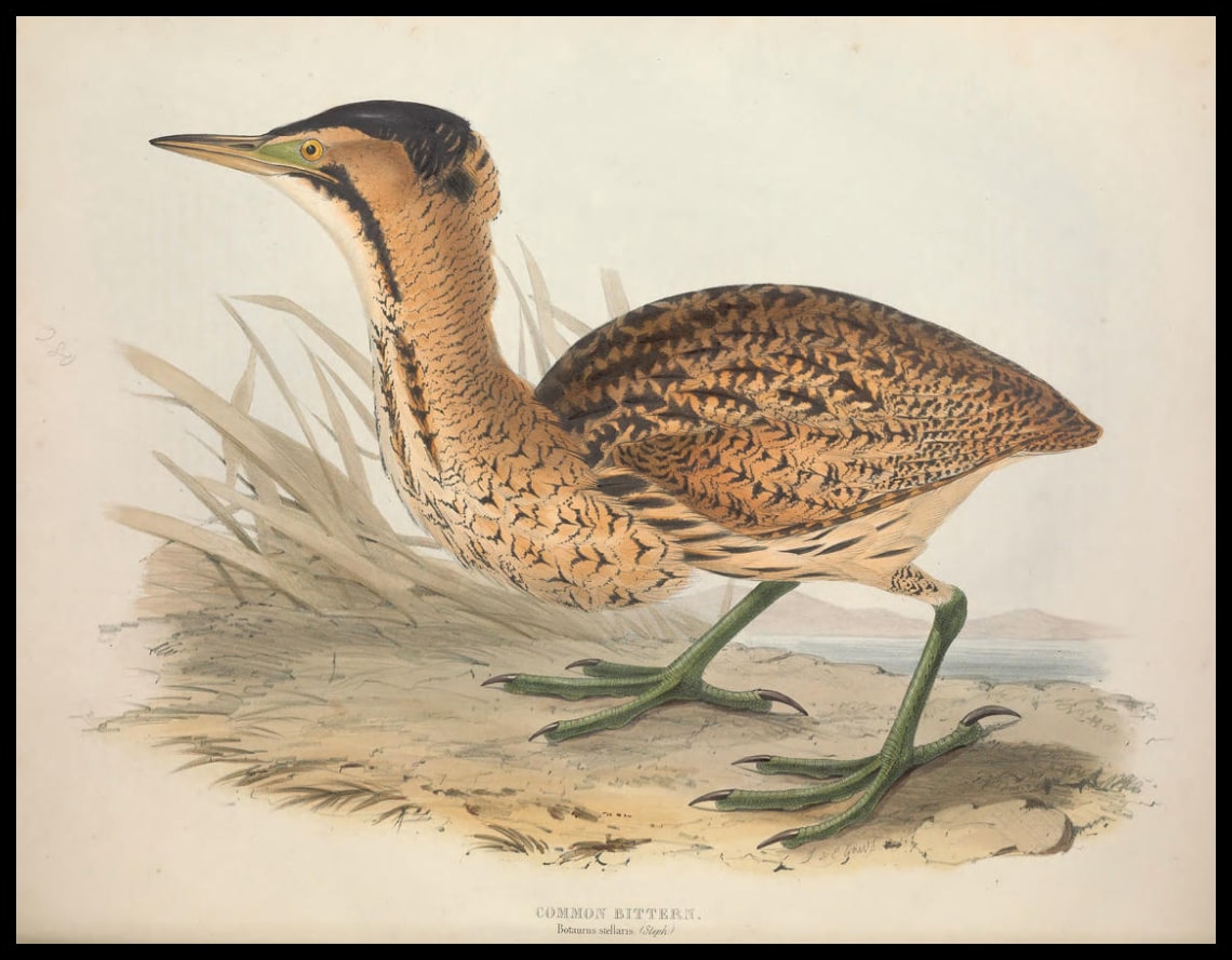 Affiche Botaurus Stellaris